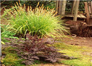 Carex elata 'Aurea'