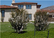 Leptospermum sco. 'Album Flore Plen