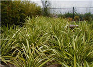 Phormium 'Yellow Wave'