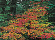 Acer circinatum