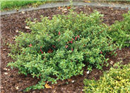 Correa 'Carmine Bells'