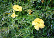Cat's Claw, Yellow Trumpet Vine