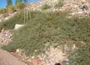 Acacia redolens 'Prostrata'