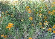Erysimum hieracilfolium