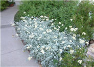 Licorice Plant