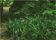 Iris douglasiana