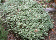Hedera helix 'Variegata'