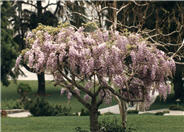 Wisteria florabunda 'Rosea'