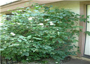 Philadelphus lewisii