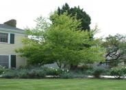 Acer saccharinum