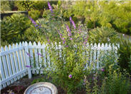 Buddleja davidii