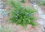 Ceanothus thyrsiflorus 'Skylark'