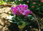 Cyclamen persicum