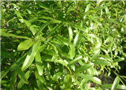 Dodonaea viscosa