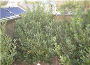 Laurus 'Saratoga'