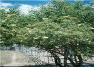 Sambucus racemosa