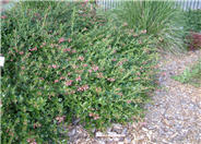 Escallonia 'Terri'