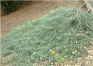 Artemisia californica 'Canyon Gray'