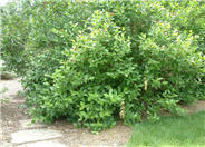 Cornus stolonifera 'Flaviramea'