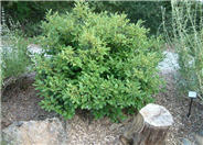 Rhamnus californica 'Eve Case'