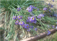 Sisyrinchium bellum