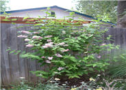 Pink-A-Boo TM Deutzia