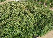 Creeping Rubus