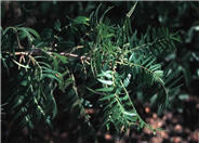 Rhus lanceolata
