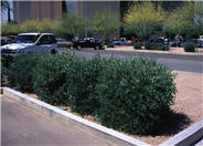 Simmondsia chinensis 'Vista'