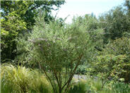 Buddleja alternifolia 'Argentea'