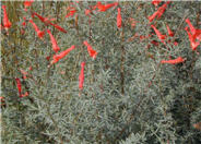 Zauschneria cana