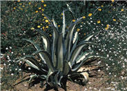 Agave americana medio-picta