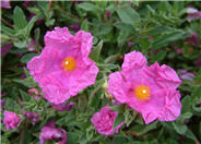 Cistus crispus 'Santa Cruz'