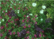 Osteospermum 'Sparkler'