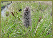 Pennisetum messiacum