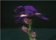 Iris bearded 'Grandma's Purple Flag'