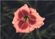 Hemerocallis 'Master Magician'