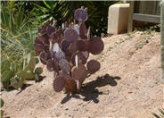 Purple Pad Opuntia