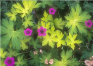 Geranium 'Ann Folkard'