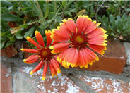 Gaillardia X grandiflora 'Monarch'