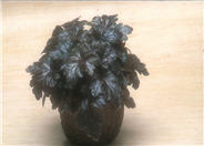 Heuchera 'Burnished Bronze'