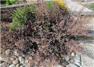 Heuchera 'Persian Carpet'