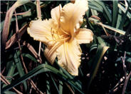 Hemerocallis 'Bahia'