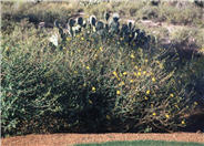 Viguiera deltoidea