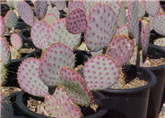 Opuntia violacea santa-rita