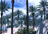 Phoenix dactylifera