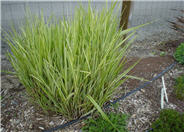 Miscanthus sinensis 'Silberfeder'