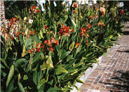 Canna X generalis (assorted varieties)