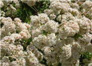 Eriogonum fasciculatum