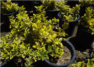 Euonymus japonica 'Aureo Variegatus'
